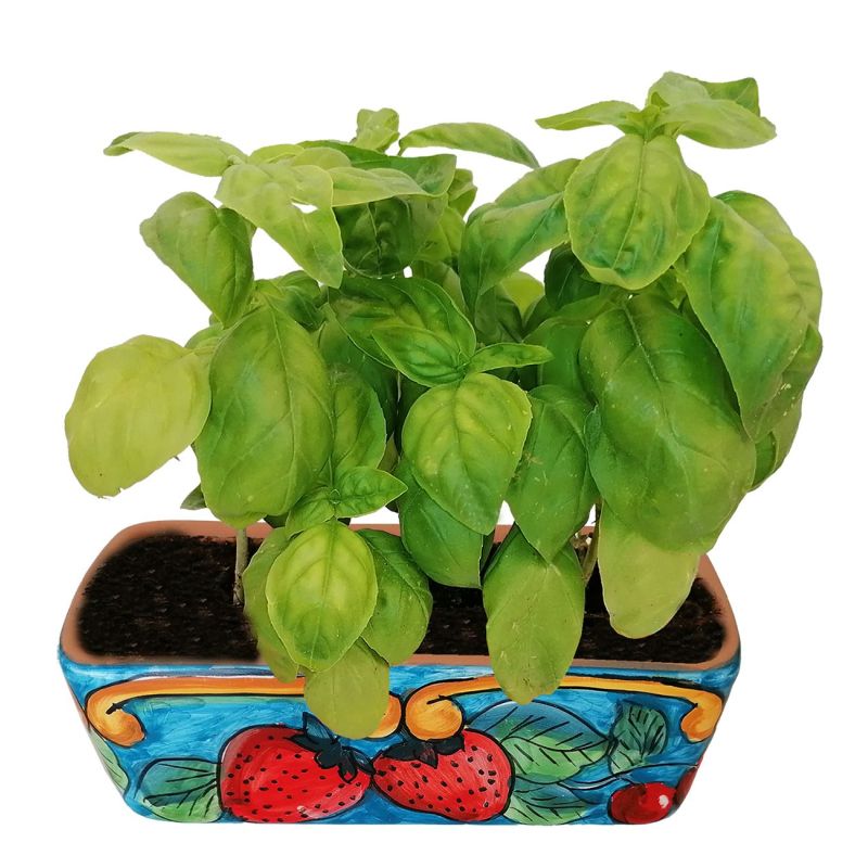 Mini rectangular planter. Strawberries. Vietri...