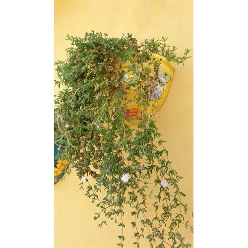 Wandblumentopf. Pflanzenhalter. Blumen-Linie. Vietri-Keramik. Handbemalt.