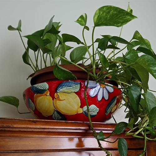 Bols à plantes
